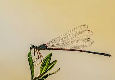 Stunning Macro: Delicate Dragonfly Perched on Green Leaf