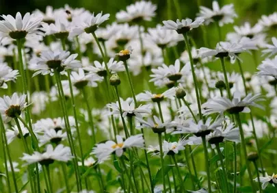 Vibrant Daisy Meadow: A Symphony of White Blooms