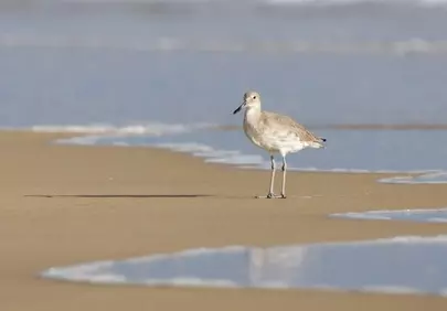 Serene Shorebird: Willet on a Sunny Beach at Tide's Edge
