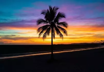Vibrant Tropical Sunset: Palm Silhouette on a Serene Beach