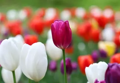 Vibrant Spring: Captivating Purple Tulip in a Colorful Garden