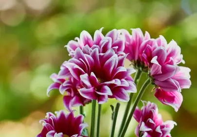 Stunning Pink Daisies: Vibrant Macro Floral Beauty