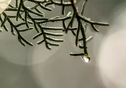 Enchanting Cypress Droplet: A Winter Morning's Golden Glow