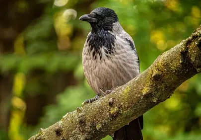 Majestic Hooded Crow Perched in Lush Green Forest