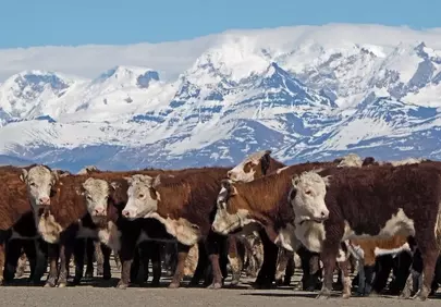 Patagonian Majesty: Cattle Grazing Under Snowy Peaks