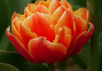 Vibrant Double Tulip Bloom in Spring Garden
