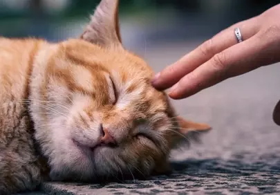 Purrfect Serenity: Petting a Sleeping Ginger Cat
