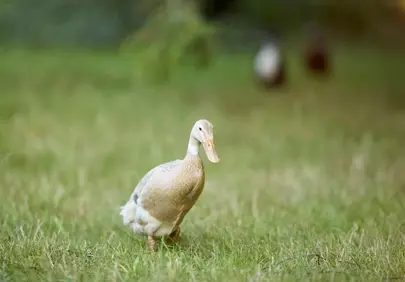 Graceful Indian Runner Duck Strolling in Lush Meadow