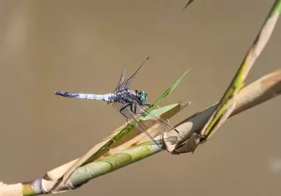 Stunning Waterside Dragonfly: Nature's Delicate Beauty Up Close