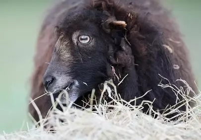 Enchanting Gaze: Black Ouessant Sheep Grazing Serenely