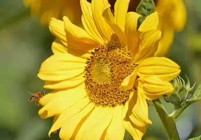 Vibrant Sunflower Serenity: Bee's Golden Embrace