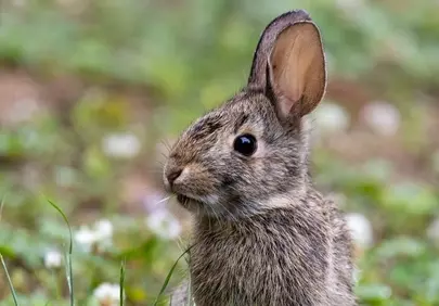 Charming Wild Rabbit: A Close-Up Encounter in Nature