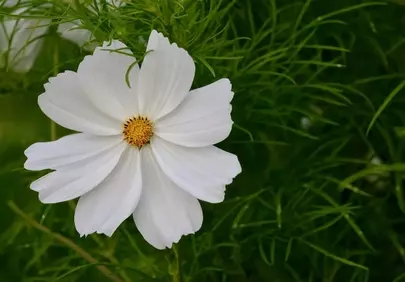 Stunning White Cosmos Bloom: Nature's Delicate Masterpiece