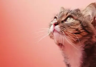 Captivating Feline Gaze: A Majestic Cat's Pink Serenity