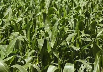 Vibrant Green Cornfield: A Symphony of Summer Growth