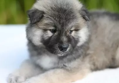 Adorable Eurasier Puppy: Fluffy Pet Cuteness in Nature