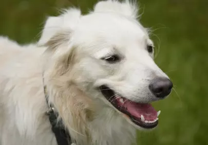 Joyful White Dog's Outdoor Blissful Gaze