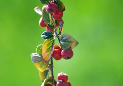 Vibrant Red Berries Against Lush Green Nature Background