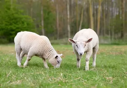 Idyllic Spring Meadow: Lambs Grazing in Lush Green Fields