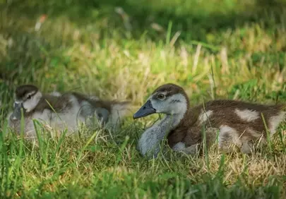 Adorable Ducklings Resting Peacefully in Sunny Spring Grass