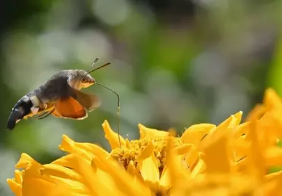 Vivid Macro: Hummingbird Hawk-Moth Sips Nectar from Zinnia