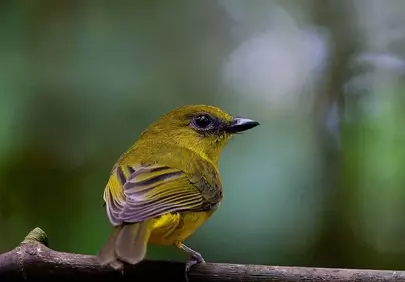 Vibrant Borneo Whistler: A Tropical Rainforest Jewel
