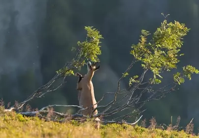 Majestic Chamois Browsing Amidst Mountain Sunlight