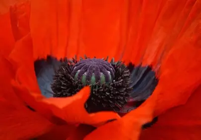 Vibrant Poppy Bloom: A Macro Symphony of Red and Purple