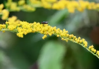 Vibrant Goldenrod Bloom with a Buzzing Fly