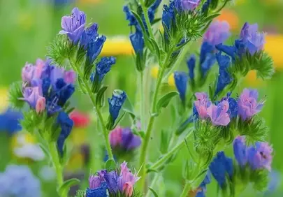 Vibrant Viper's Bugloss: A Symphony of Wildflower Hues