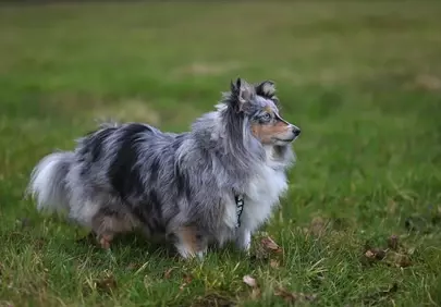 Majestic Blue Merle Shetland Shepherd in Nature's Embrace