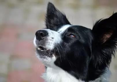 Intelligent Border Collie Portrait: Focused Gaze Outdoors