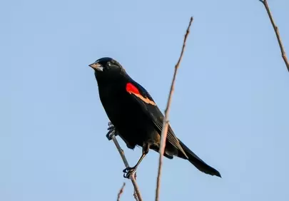 Vivid Red-Winged Blackbird Perched Against a Clear Sky