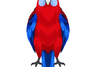 Vibrant Rosella: Striking Red and Blue Australian Parrot Portrait