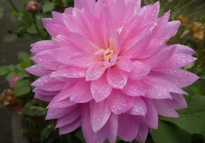 Stunning Pink Dahlia Adorned with Morning Dew