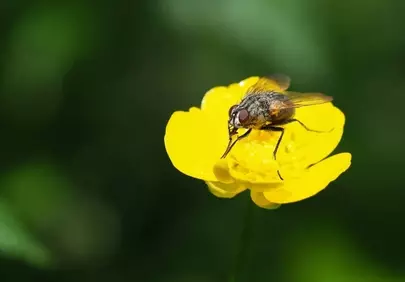 Vibrant Macro: Fly on a Bright Yellow Wildflower