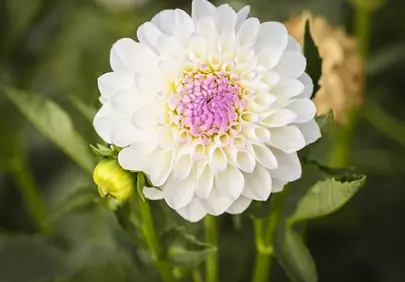 Stunning White Dahlia Bloom with Pink Center in Spring Garden