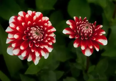 Vibrant Two-Tone Dahlia Blossoms: A Close-Up Floral Delight