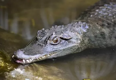 Intense Gaze: Predator's Eye in the Murky Swamp