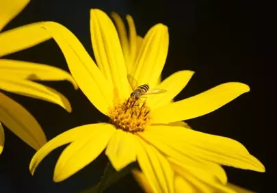 Vibrant Yellow Jerusalem Artichoke Bloom with Hoverfly