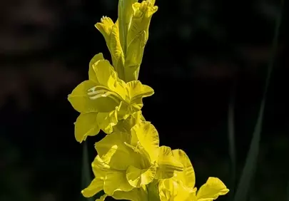 Vibrant Yellow Gladiolus in Summer Bloom