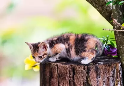 Adorable Calico Kitten Exploring Nature on a Tree Stump