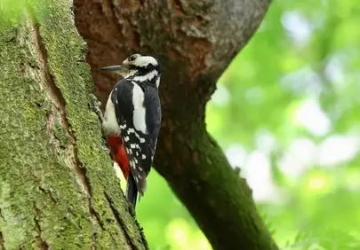 Vibrant Woodpecker Clings to Mossy Tree in Lush Forest
