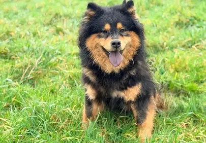 Charming Eurasier: Fluffy Companion in Lush Greenery