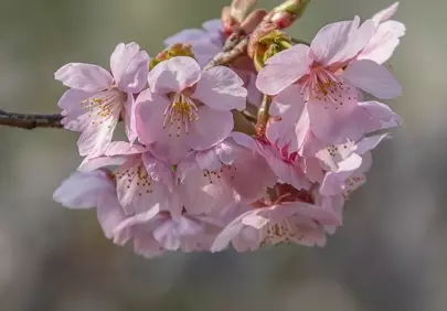 Stunning Pink Sakura Blossoms: A Delicate Spring Delight