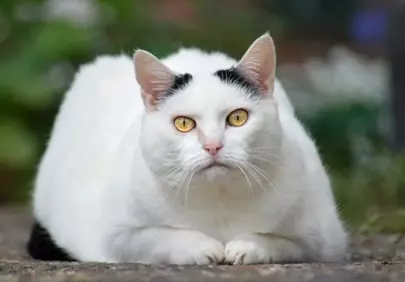 Captivating Gaze: Curious White Cat with Golden Eyes