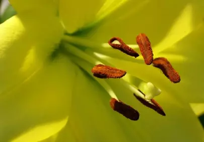 Vibrant Yellow Lily: Nature's Golden Embrace
