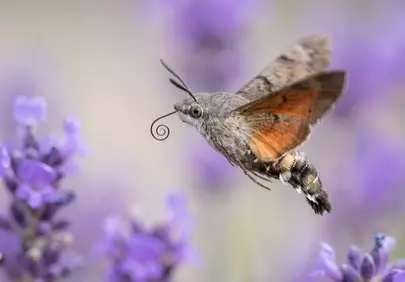 Stunning Hummingbird Moth Hovering in Lavender Field