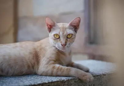 Captivating Gaze: Close-up of a Serene Orange Tabby Cat