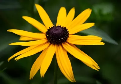 Vibrant Rudbeckia: A Dazzling Golden Flower Close-up